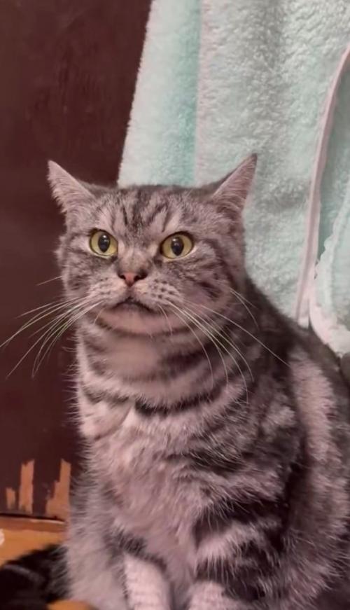 見つめる猫