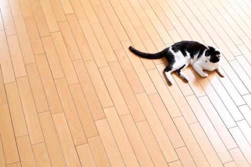 フローリングで寛ぐ猫