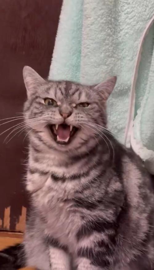 怒る猫