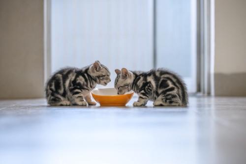 ごはんを食べる2匹の子猫