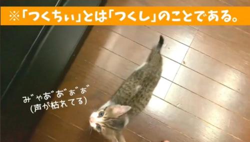 子猫