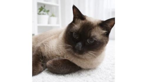室内にいる猫