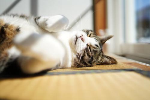 窓辺の猫