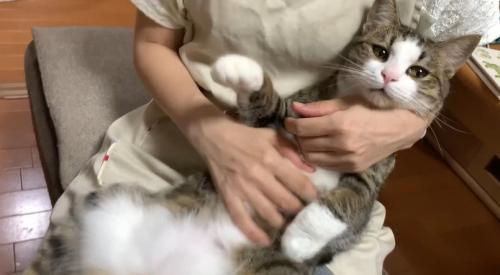 抱っこされる猫