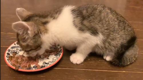 ごはんと猫