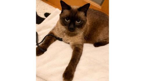 室内にいる猫