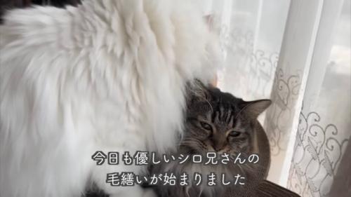 テロップ「今日も優しいシロ兄さんの～」