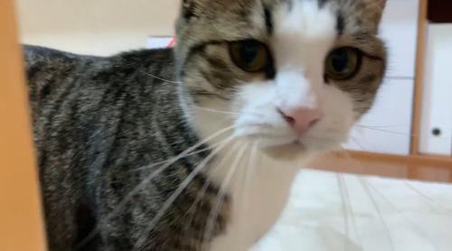 猫の顔のアップ