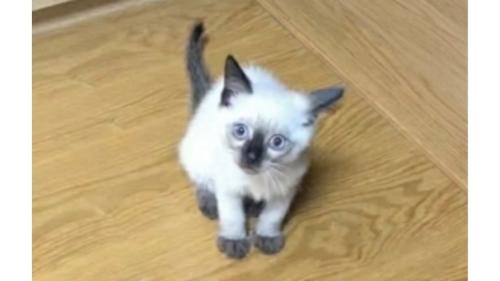子猫