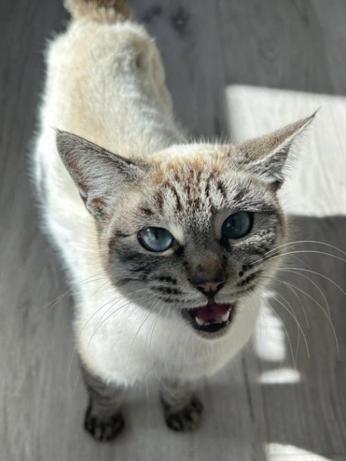 鳴く猫