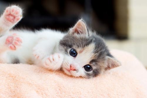寝転がっている子猫