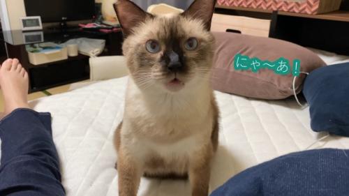 にゃ〜あ！