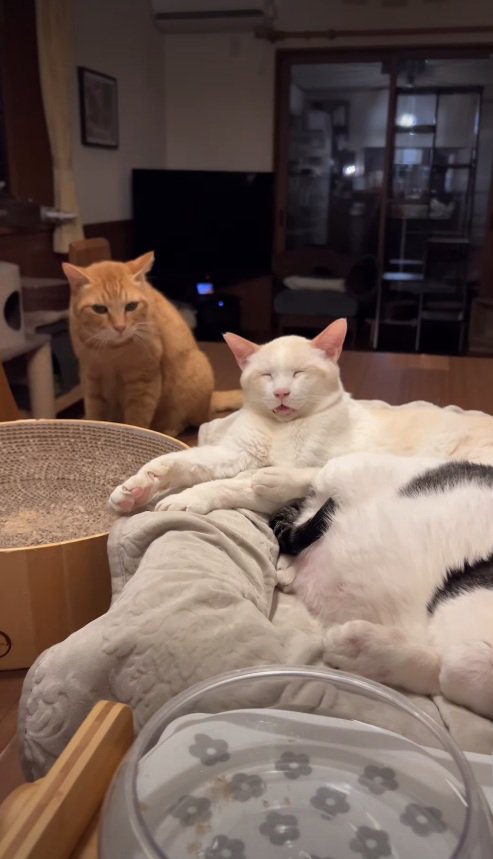 ご飯を狙う猫