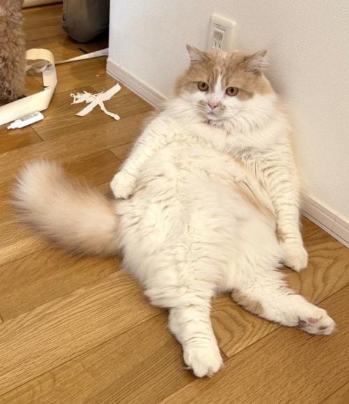 壁にもたれかかりながら遠くを見つめる猫