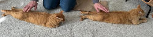 尻を撫でてもらう縦に並ぶ2匹の猫（アップ）