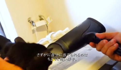 ドライヤーで乾かされる子猫