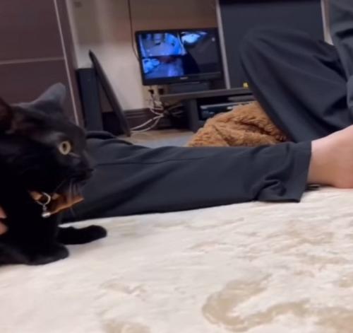 驚いた様子の猫