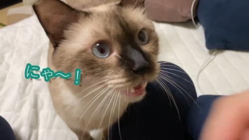 にゃ〜！