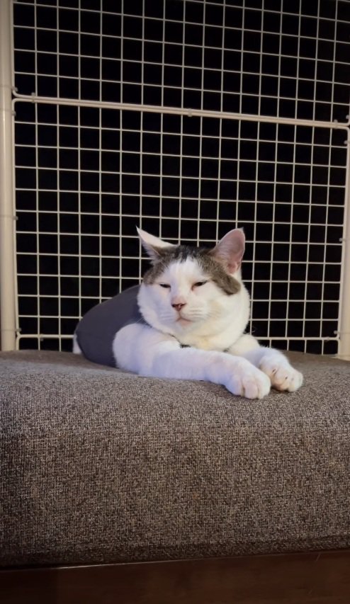 くつろぐ猫