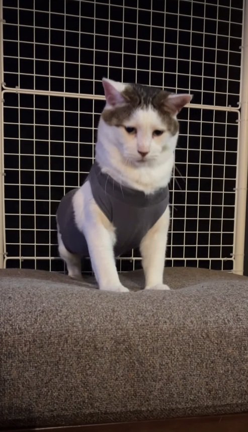 起き上がる猫