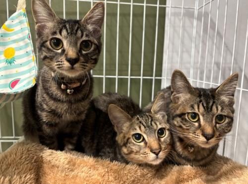3匹の子猫たち