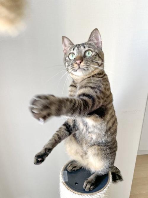 おもちゃで遊ぶキジトラ猫
