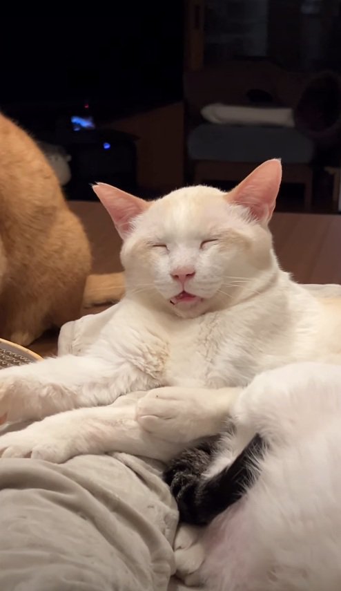 幸せそうな猫
