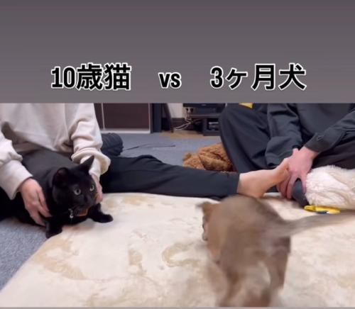 駆け寄る子犬