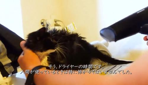 ドライヤーで乾かされる子猫