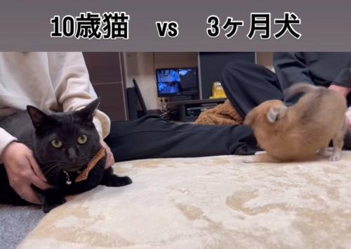 遊びに誘う子犬
