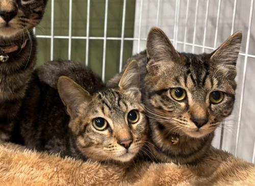 寄り添う2匹の子猫