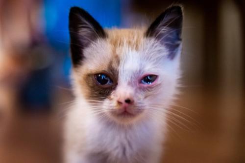 結膜炎の猫