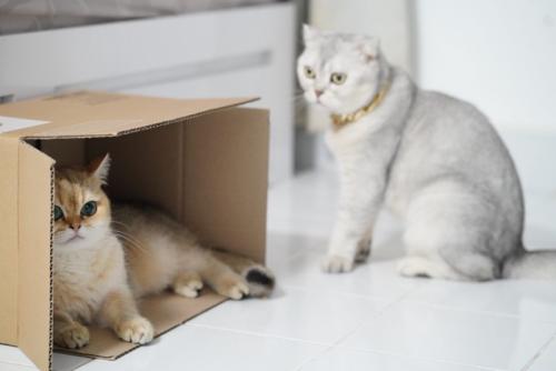 地味に箱を取り合う猫