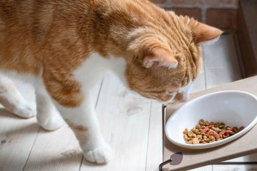 フードを食べようとする茶トラ白