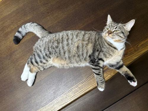 目を細めて横になる猫