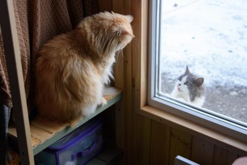 知らない猫が遊びにきた