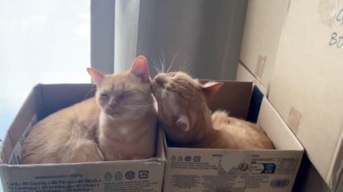 グルーミングする2匹の猫
