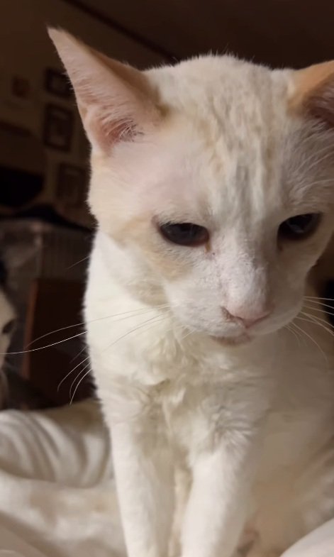 座る猫