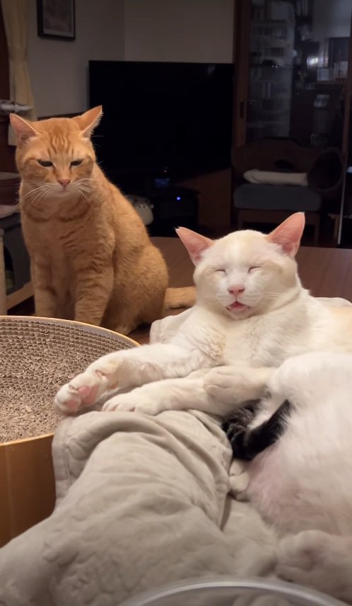 後ろで座る猫