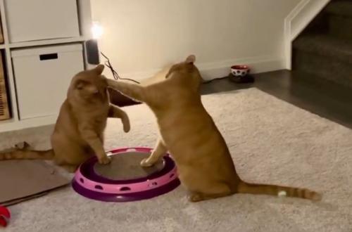 小競り合いをする猫2