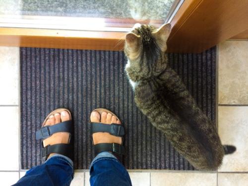 足元の猫