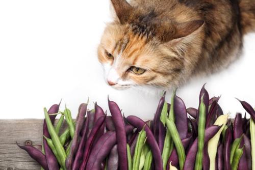 豆を見つめる猫