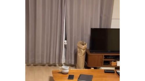 カーテンからのぞく猫