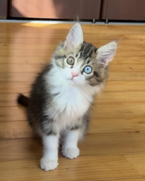 首をかしげる猫