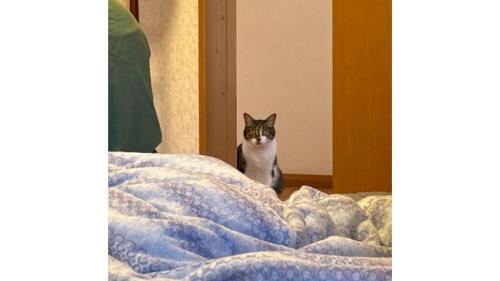 室内にいる猫