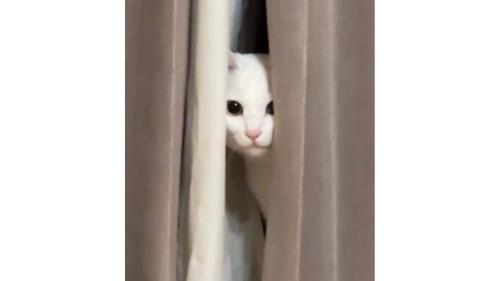 カーテンからのぞく猫