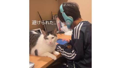 男の子と猫