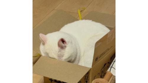 ダンボールに入る猫