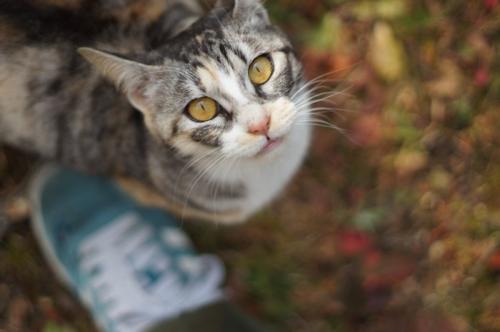 足元から見上げる猫