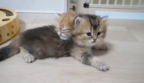 寝てる猫と起きた猫